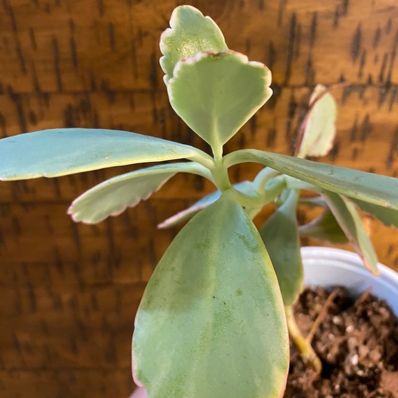 lavender scallop kalanchoe - Picture 5 of 5